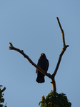 FZ011941 Jackdaw (corvus monedula) in morning sun.jpg